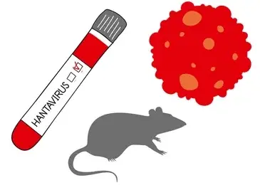 hantavirus