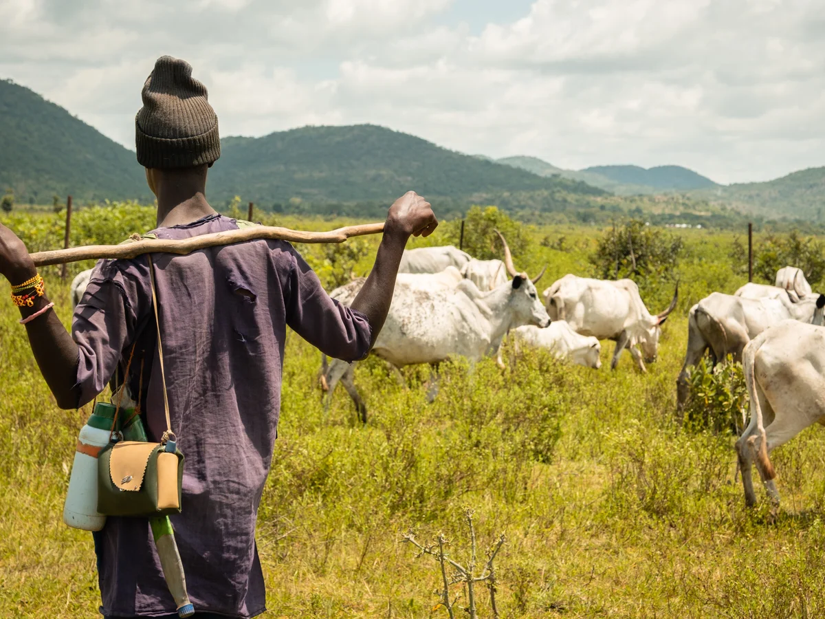 farmland cattle